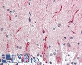 GABRG2 Antibody - Anti-GABRG2 antibody IHC staining of human brain, cerebellum. Immunohistochemistry of formalin-fixed, paraffin-embedded tissue after heat-induced antigen retrieval. Antibody concentration 15 ug/ml. This image was taken for the unconjugated form of this product. Other forms have not been tested.