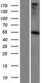 GABRR3 Protein - Western validation with an anti-DDK antibody * L: Control HEK293 lysate R: Over-expression lysate