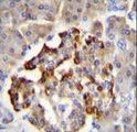 GAD65 Antibody - GAD2 Antibody immunohistochemistry of formalin-fixed and paraffin-embedded human pancreas tissue followed by peroxidase-conjugated secondary antibody and DAB staining.