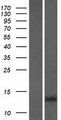 GAGE2B Protein - Western validation with an anti-DDK antibody * L: Control HEK293 lysate R: Over-expression lysate