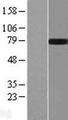 GALNT15 / GALNTL2 Protein - Western validation with an anti-DDK antibody * L: Control HEK293 lysate R: Over-expression lysate
