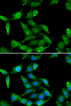 GAMT Antibody - Immunofluorescence analysis of U20S cells.