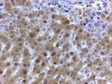 GAPDH Antibody - GAPDH (Internal) Antibody (2µg/ml) staining of paraffin embedded Human Liver. Steamed antigen retrieval with citrate buffer pH 6, HRP-staining.