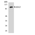 GAPIII / RASA3 Antibody - Western blot analysis of the lysates from HUVECcells using RASA3 antibody.