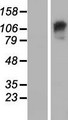GARNL3 Protein - Western validation with an anti-DDK antibody * L: Control HEK293 lysate R: Over-expression lysate