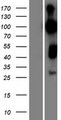 GARNL4 Protein - Western validation with an anti-DDK antibody * L: Control HEK293 lysate R: Over-expression lysate