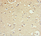 GAS2L1 Antibody - Immunohistochemistry of paraffin-embedded human brain tissue at dilution 1:100