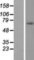 GAS2L3 Protein - Western validation with an anti-DDK antibody * L: Control HEK293 lysate R: Over-expression lysate