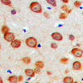 GAS6 Antibody - Immunohistochemical analysis of GAS6 staining in human brain formalin fixed paraffin embedded tissue section. The section was pre-treated using heat mediated antigen retrieval with sodium citrate buffer (pH 6.0). The section was then incubated with the antibody at room temperature and detected using an HRP conjugated compact polymer system. DAB was used as the chromogen. The section was then counterstained with hematoxylin and mounted with DPX.