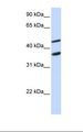 GAS7 Antibody - MCF7 cell lysate. Antibody concentration: 1.0 ug/ml. Gel concentration: 12%.  This image was taken for the unconjugated form of this product. Other forms have not been tested.