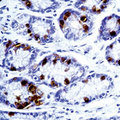 Gastrin Antibody - Formalin-fixed, paraffin-embedded human stomach stained with peroxidase-conjugate and DAB chromogen. Note cytoplasmic staining of gastrin-secreting cells.