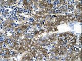 GATA2 Antibody - GATA2 antibody ARP31855_T100-NP_116027-GATA2 (GATA binding protein 2) Antibody was used in IHC to stain formalin-fixed, paraffin-embedded human liver.  This image was taken for the unconjugated form of this product. Other forms have not been tested.
