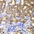GATM / AGAT Antibody - Immunohistochemistry of paraffin-embedded Mouse kidney tissue.