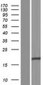 GATS Protein - Western validation with an anti-DDK antibody * L: Control HEK293 lysate R: Over-expression lysate