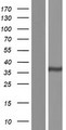 GATSL1 Protein - Western validation with an anti-DDK antibody * L: Control HEK293 lysate R: Over-expression lysate