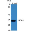 GAX / MEOX2 Antibody - Western blot of MOX-2 antibody