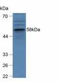 GBA / Glucosidase Beta Acid Antibody - Western Blot; Sample: Human hepG2 Cells.