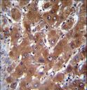 GBA3 / CBG Antibody - GBA3 Antibody immunohistochemistry of formalin-fixed and paraffin-embedded human liver tissue followed by peroxidase-conjugated secondary antibody and DAB staining.