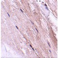 GBAS Antibody - Immunohistochemistry of NIPSNAP2 in mouse skeletal muscle tissue with NIPSNAP2 antibody at 2.5µg/mL.