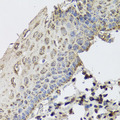 GBF1 Antibody - Immunohistochemistry of paraffin-embedded human esophagus.