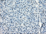 GBP2 Antibody - IHC of paraffin-embedded pancreas tissue using anti-GBP2 mouse monoclonal antibody. (Dilution 1:50).