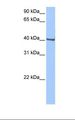 GBX1 Antibody - HepG2 cell lysate. Antibody concentration: 0.5 ug/ml. Gel concentration: 12%.  This image was taken for the unconjugated form of this product. Other forms have not been tested.