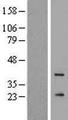 GCAP3 / GUCA1C Protein - Western validation with an anti-DDK antibody * L: Control HEK293 lysate R: Over-expression lysate