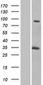 GCC1 / GCC88 Protein - Western validation with an anti-DDK antibody * L: Control HEK293 lysate R: Over-expression lysate
