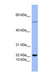 GCG / Glucagon Antibody - GCG / Glucagon antibody Western blot of THP-1 cell lysate. This image was taken for the unconjugated form of this product. Other forms have not been tested.