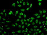 GCL / Grancalcin Antibody - Immunofluorescence analysis of A549 cells.