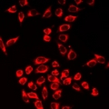 GCL / Grancalcin Antibody