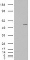 GCNT3 Antibody - HEK293 overexpressing GCNT3 (RC202007) and probed with (mock transfection in first lane).