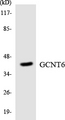 GCNT6 Antibody - Western blot analysis of the lysates from HeLa cells using GCNT6 antibody.