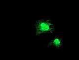 GDAP1L1 Antibody - Anti-GDAP1L1 mouse monoclonal antibody immunofluorescent staining of COS7 cells transiently transfected by pCMV6-ENTRY GDAP1L1.