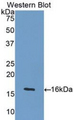 GDF5 / GDF-5 Antibody - Western blot of recombinant GDF5 / GDF-5.  This image was taken for the unconjugated form of this product. Other forms have not been tested.