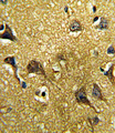 GDF6 / BMP13 Antibody - Formalin-fixed and paraffin-embedded human brain tissue reacted with GDF6 Antibody , which was peroxidase-conjugated to the secondary antibody, followed by DAB staining. This data demonstrates the use of this antibody for immunohistochemistry; clinical relevance has not been evaluated.