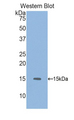 GDF6 / BMP13 Antibody - Western blot of recombinant GDF6 / BMP13.  This image was taken for the unconjugated form of this product. Other forms have not been tested.