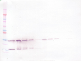 GDNF Antibody - Biotinylated Anti-Human GDNF Western Blot Reduced
