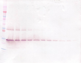 GDNF Antibody - Anti-Human GDNF Western Blot Unreduced