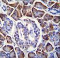 GDPD1 Antibody - GDPD1 Antibody immunohistochemistry of formalin-fixed and paraffin-embedded human pancreas tissue followed by peroxidase-conjugated secondary antibody and DAB staining.