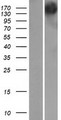 GEMIN5 Protein - Western validation with an anti-DDK antibody * L: Control HEK293 lysate R: Over-expression lysate