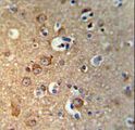Gephyrin Antibody - GPHN Antibody IHC of formalin-fixed and paraffin-embedded brain tissue followed by peroxidase-conjugated secondary antibody and DAB staining.