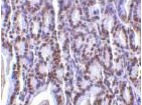 Gestrinone Antibody - Immunohistochemical staining of PHAP I in mouse small intestine with PHAP I antibody at 2µg/ml.