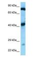 GFM1 Antibody - GFM1 antibody Western Blot of Mouse Heart.  This image was taken for the unconjugated form of this product. Other forms have not been tested.