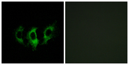 GFM2 Antibody - Immunofluorescence analysis of A549 cells, using GFM2 Antibody. The picture on the right is blocked with the synthesized peptide.