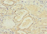 GFM2 Antibody - Immunohistochemistry of paraffin-embedded human kidney tissue at dilution 1:100