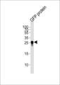 GFP Tag Antibody - Western blot of lysate from GFP protein, using GFP Tag Antibody. Antibody was diluted at 1:4000. A goat anti-mouse IgG H&L (HRP) at 1:10000 dilution was used as the secondary antibody. Lysate at 35ug.