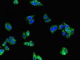 GFRA2 Antibody - Immunofluorescent analysis of HepG2 cells using GFRA2 Antibody at dilution of 1:100 and Alexa Fluor 488-congugated AffiniPure Goat Anti-Rabbit IgG(H+L)
