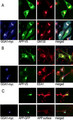 GGA1 Antibody - A, N2a cells cotransfected with APP770 V5 and GGA1 myc or empty vector were immunostained for APP (Alexa488; green), GGA1 (Cy5; blue), and the Golgi marker GM130 (Cy3; red). B, The same transfection was stained for the endosomal marker EEA1 (Cy3). C, To assess cell-surface localization, APP695 [Character 96]GFP and GGA1 [Character 96]myc or empty vector were cotransfected and then immunostained with an Ab to the APP ectodomain on ice without permeabilization (Cy3). Cells were then fixed, permeabilized, and stained for GGA1 (Cy5). (J. Neurosci. 2006 Sep 27;26(39):9913-9922)