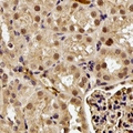 GGA2 Antibody - Immunohistochemical analysis of GGA2 staining in human kidney formalin fixed paraffin embedded tissue section. The section was pre-treated using heat mediated antigen retrieval with sodium citrate buffer (pH 6.0). The section was then incubated with the antibody at room temperature and detected using an HRP conjugated compact polymer system. DAB was used as the chromogen. The section was then counterstained with hematoxylin and mounted with DPX.